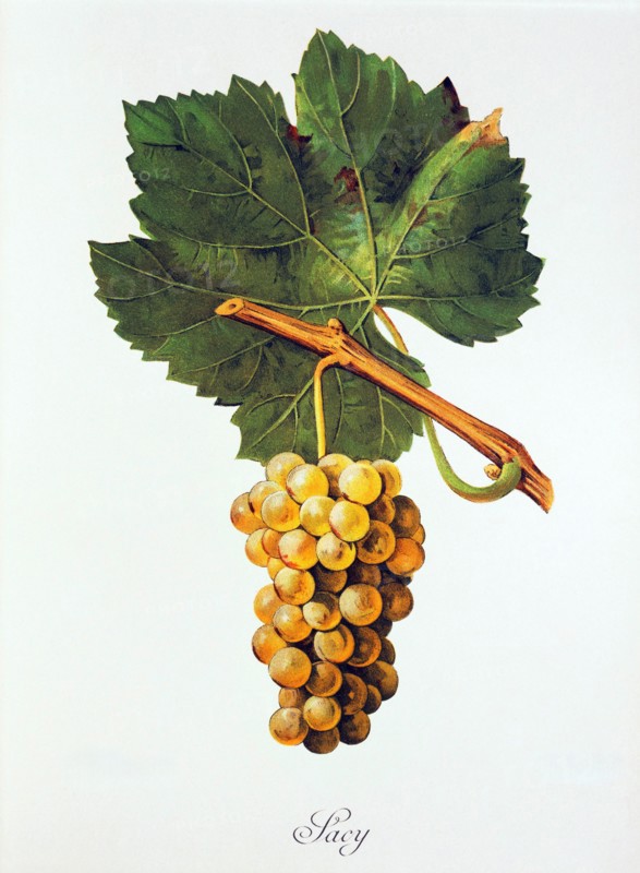Ampelograhie. grape variety science. oenology. viticulture. grape. grapevine. Albourla grape. digitally enhanced reproduction of a model by Jules Tronca (1855 to 1915). historical