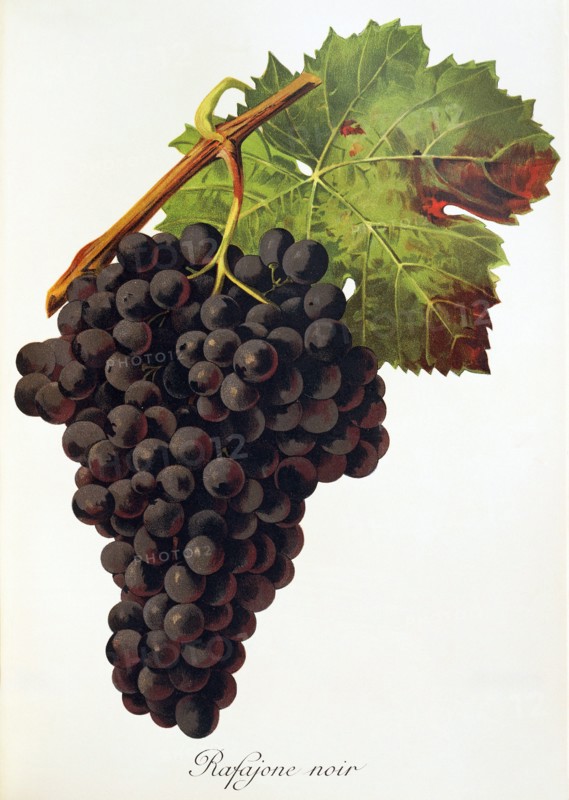 Ampelograhie. grape variety science. oenology. viticulture. grape. grapevine. Rafajone Noir grape. digitally enhanced reproduction of a model by Jules Tronca (1855 to 1915). historical