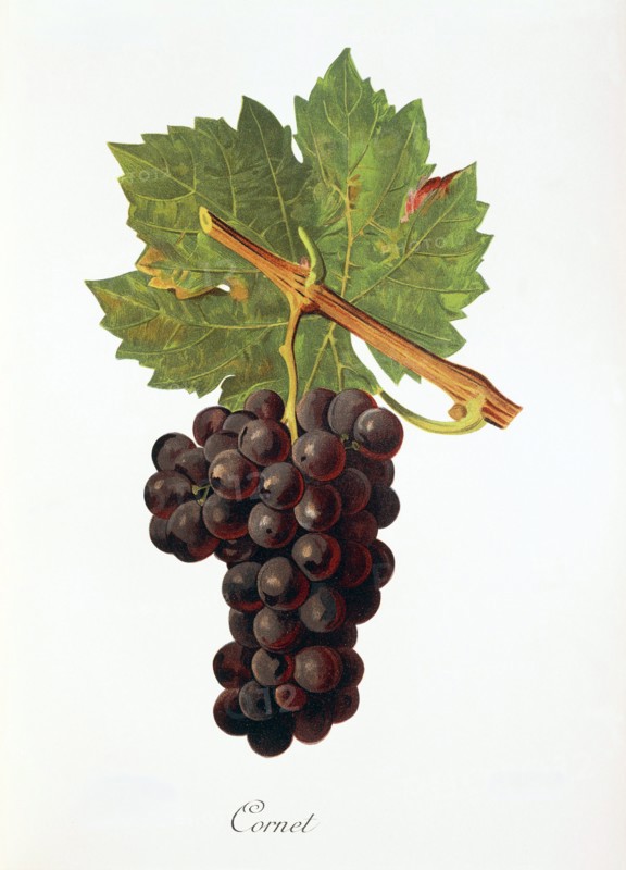 Ampelograhie. grape variety science. oenology. viticulture. grape. grapevine. Cornet grape. digitally enhanced reproduction of a model by Jules Tronca (1855 to 1915). historical