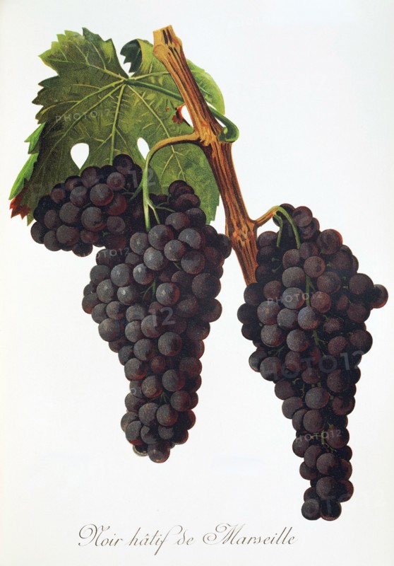 Ampelograhie. Grape variety science. Oenology. Viticulture. Grape. Vine. Noir Hatif de Marseille grape. Early Black Vine from Marseille is an old southern grape variety that produces black table grapes. digitally enhanced reproduction of a template by Alexis Kreyder (1839 to 1912). Historical