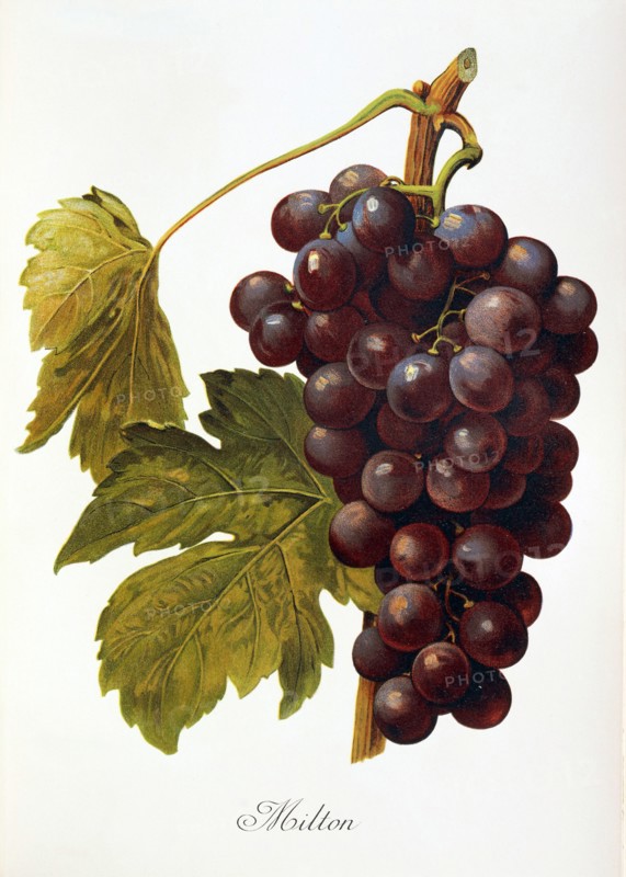 Ampelograhie. grape variety science. oenology. viticulture. grape. vine. Milton grape. an early hybrid of the native grapes that grew in New England. digitally enhanced reproduction of an original by Alexis Kreyder (1839 to 1912). historical