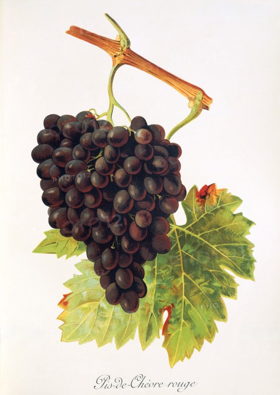 Ampelograhie. grape variety science. oenology. viticulture. grape. vine. Pis-de-Chevre Rouge grape. a synonym for the wine variety Cinsault. a red wine variety from Languedoc. France. digitally enhanced reproduction of an original by Alexis Kreyder (1839 to 1912). historical