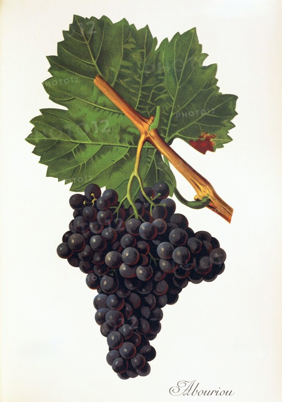 Ampelograhie. grape variety science. oenology. viticulture. grape. vine. Albourion grape. a minor Spanish red grape variety. growing mainly in the provinces of Zamora and Salamanca. in the region of Castile and León. digitally enhanced reproduction of an original by Alexis Kreyder (1839 to 1912). historical