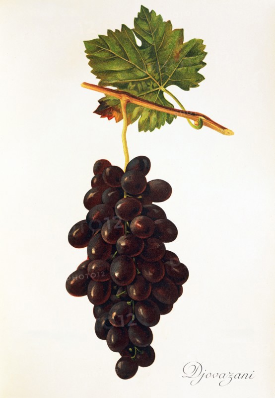 Ampelograhie. Grape variety science. Oenology. Viticulture. Grape. Vine. Giovanni it is a Table grapes variety of grapevine. It was grown in Russia. digitally enhanced reproduction of an original by Alexis Kreyder (1839 to 1912). Historical