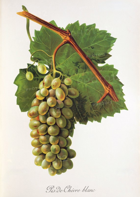 Ampelograhie. grape variety science. oenology. viticulture. grape. vine. Pis-de-Chevre Blanc grape. digitally enhanced reproduction of a model by Jules Tronca (1855 to 1915). historical
