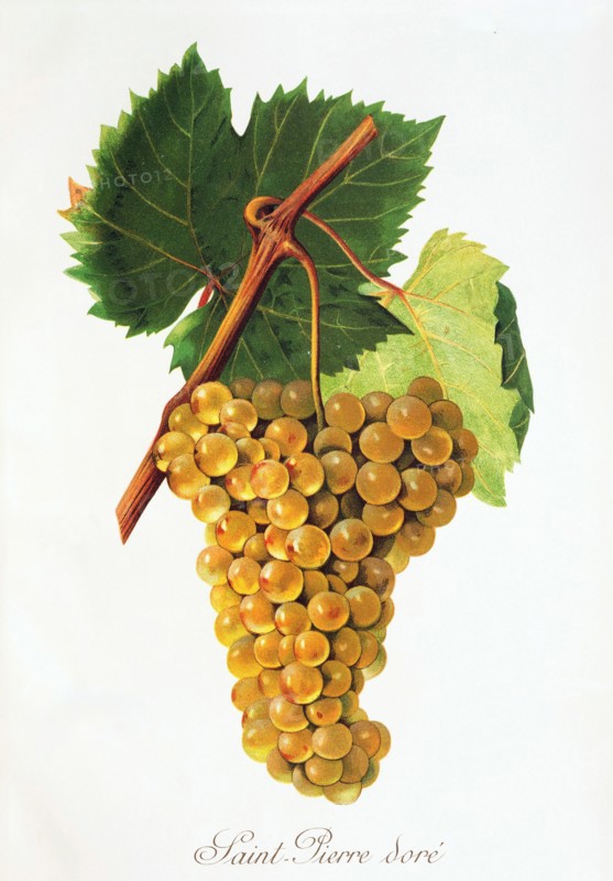 Ampelograhie. grape variety science. oenology. viticulture. grape. vine. Saint-Pierre Dore' grape. digitally enhanced reproduction of a model by Jules Tronca (1855 to 1915). historical