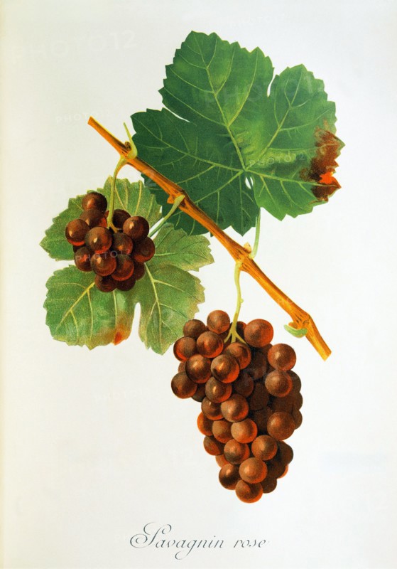 Ampelograhie. grape variety science. oenology. viticulture. grape. vine. Savagnin Rose grape. digitally enhanced reproduction of a model by Jules Tronca (1855 to 1915). historical