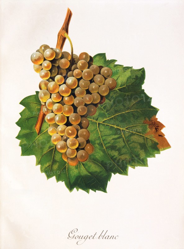 Ampelograhie. grape variety science. oenology. viticulture. grape. grapevine. Gouget Blanc grape. digitally enhanced reproduction of a model by Jules Tronca (1855 to 1915). historical