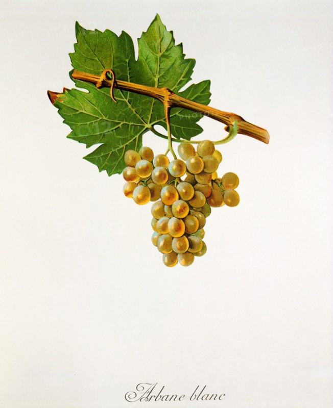 Ampelograhie. Grape variety science. Oenology. Viticulture. Grape. Vine. Arbane is a historic white wine grape variety. It originates in France and is considered an autochthonous grape variety in the Champagne region of Bar-sur-Aube.