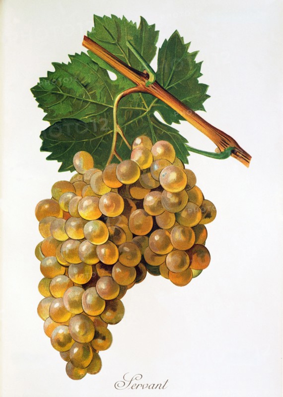 Ampelograhie. grape variety science. oenology. viticulture. grape. vine. Servant grape. white grape variety originates from France and Greece. digitally enhanced reproduction of a template by Alexis Kreyder (1839 to 1912). historical
