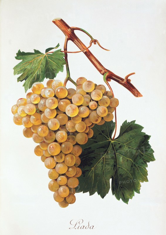 Ampelograhie. grape variety science. oenology. viticulture. grape. vine. Liada grape. digitally enhanced reproduction of a model by Alexis Kreyder (1839 to 1912). historical