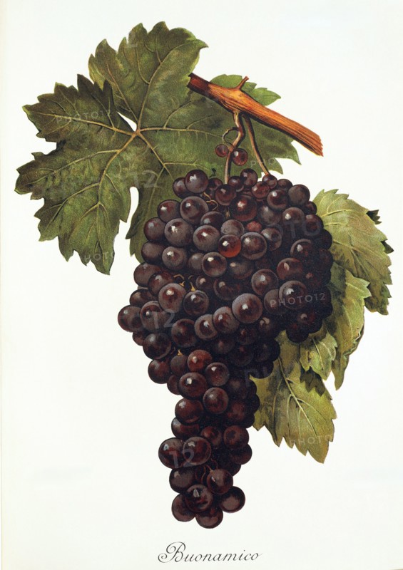 Ampelograhie. grape variety science. oenology. viticulture. grape. vine. Buonamico grape. digitally enhanced reproduction of a model by Alexis Kreyder (1839 to 1912). historical