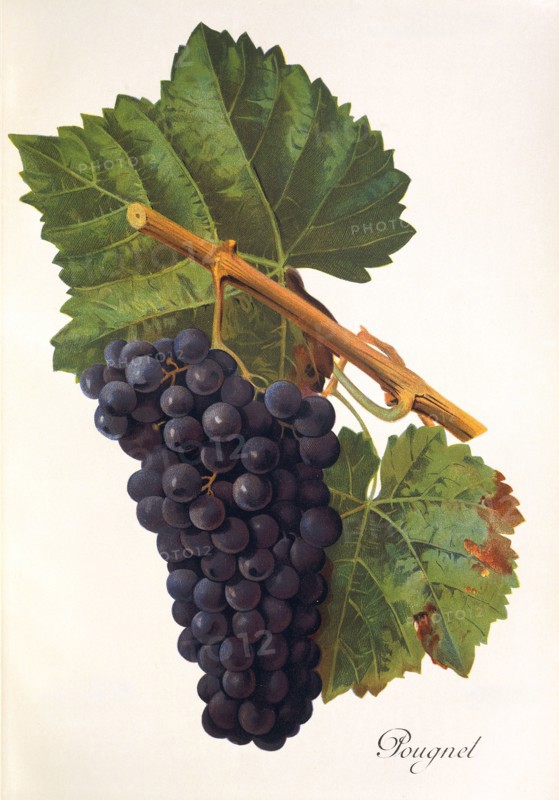 Ampelograhie. grape variety science. oenology. viticulture. grape. vine. Pougnel grape. digitally enhanced reproduction of a model by Jules Tronca (1855 to 1915). historical