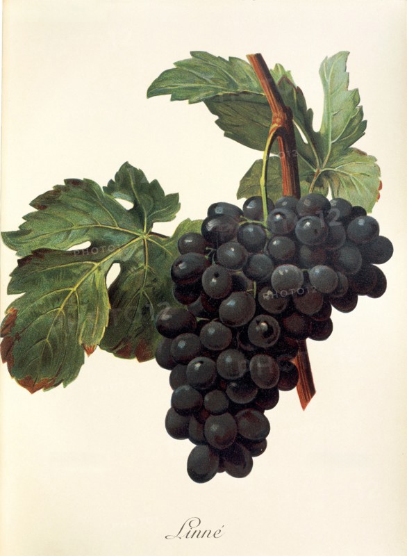 Ampelograhie. grape variety science. oenology. viticulture. grape. vine. Linne grape. digitally enhanced reproduction of a model by Alexis Kreyder (1839 to 1912). historical