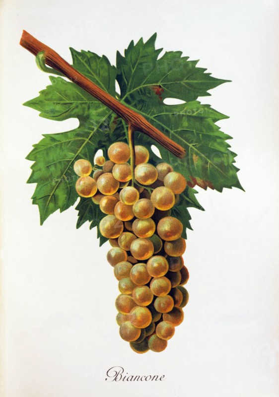 Ampelograhie. grape variety science. oenology. viticulture. grape. vine. Biancone grape. digitally enhanced reproduction of a model by Jules Tronca (1855 to 1915). historical