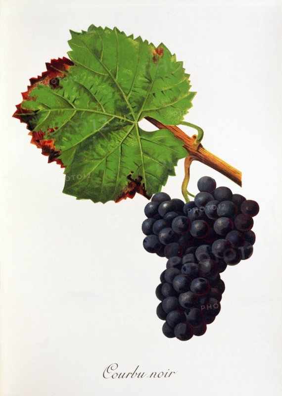 Ampelograhie. grape variety science. oenology. viticulture. grape. vine. Courbu Noir grape. digitally enhanced reproduction of a model by Jules Tronca (1855 to 1915). historical