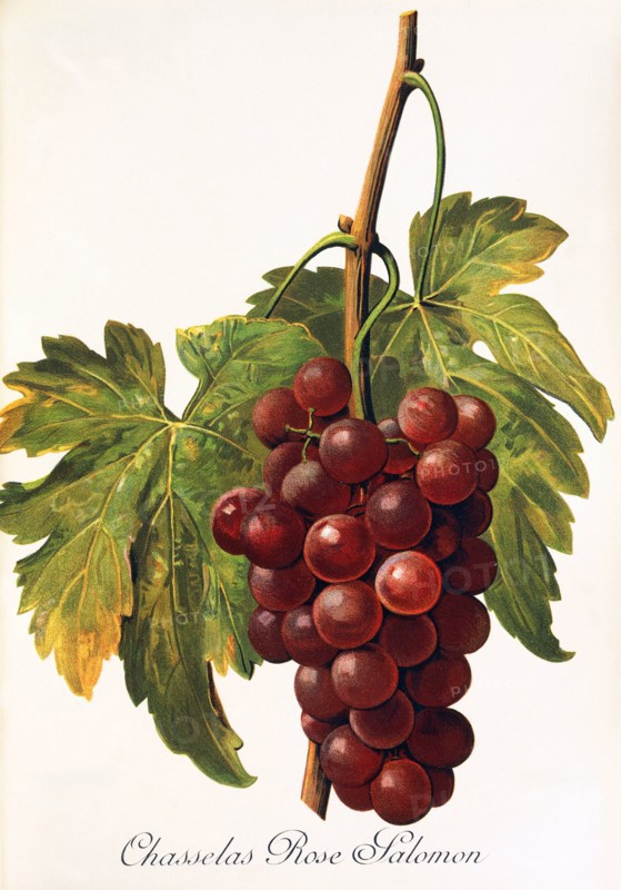 Ampelograhie. grape variety science. oenology. viticulture. grape. vine. Chasselas Rose Salomon grape. digitally enhanced reproduction of a template by Alexis Kreyder (1839 to 1912). historical