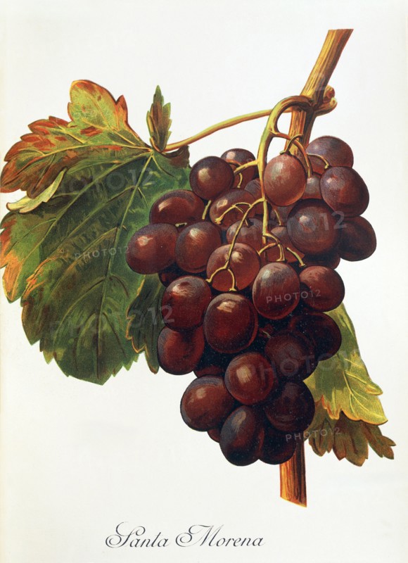 Ampelograhie. grape variety science. oenology. viticulture. grape. grapevine. Santa Morena grape. digitally enhanced reproduction of a model by Alexis Kreyder (1839 to 1912). historical