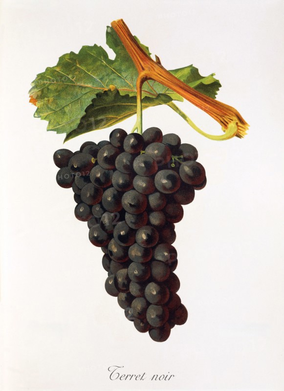 Ampelograhie. grape variety science. oenology. viticulture. grape. vine. Terret Noir grape. digitally enhanced reproduction of a model by Jules Tronca (1855 to 1915). historical
