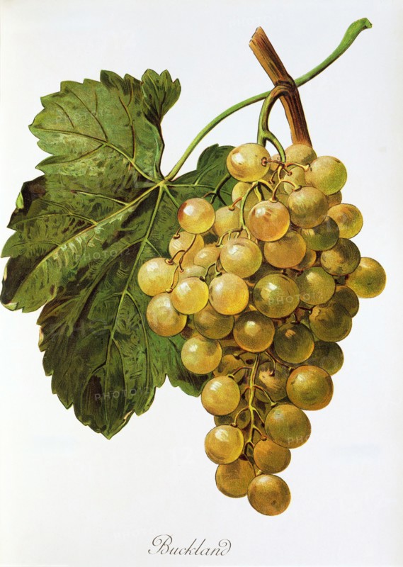 Ampelograhie. grape variety science. oenology. viticulture. grape. grapevine. Buckland grape. digitally enhanced reproduction of a model by Alexis Kreyder (1839 to 1912). historical