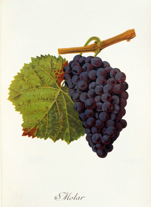 Ampelograhie. grape variety science. oenology. viticulture. grape. vine. molar grape. digitally enhanced reproduction of a model by Jules Tronca (1855 to 1915). historical