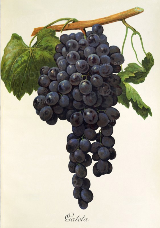 Ampelograhie. grape variety science. oenology. viticulture. grape. grapevine. Gateta grape. digitally enhanced reproduction of a model by Alexis Kreyder (1839 to 1912). historical