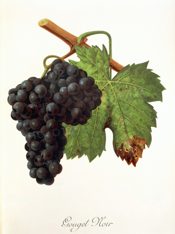 Ampelograhie. grape variety science. oenology. viticulture. grape. vine. Gouget Noir grape. digitally enhanced reproduction of a model by Jules Tronca (1855 to 1915). historical