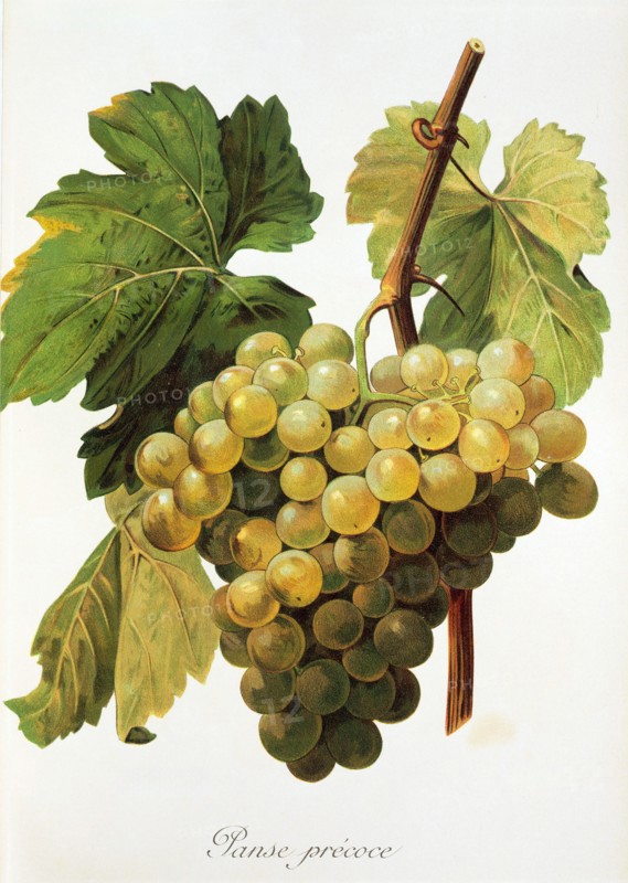 Ampelograhie. grape variety science. oenology. viticulture. grape. grapevine. Panse Precoce grape. digitally enhanced reproduction of a template by Alexis Kreyder (1839 to 1912). historical