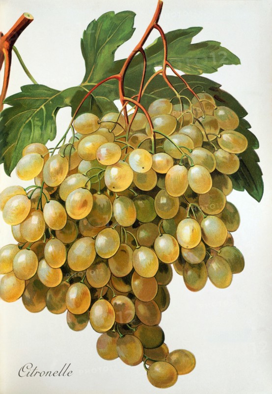 Ampelograhie. grape variety science. oenology. viticulture. grape. grapevine. Citronelle grape. digitally enhanced reproduction of a model by Alexis Kreyder (1839 to 1912). historical