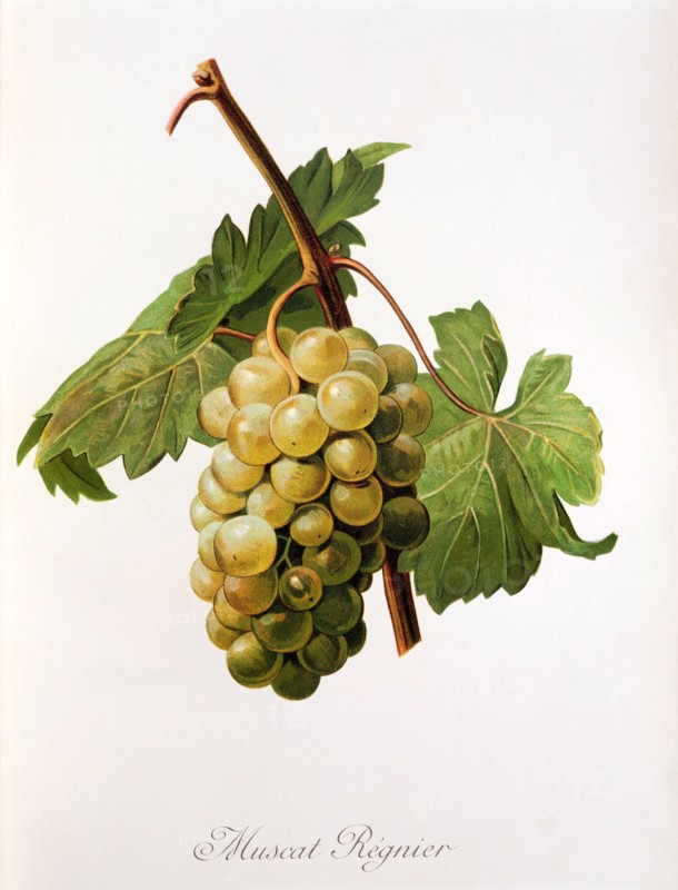 Ampelograhie. grape variety science. oenology. viticulture. grape. vine. Muscat Regnier grape. digitally enhanced reproduction of a model by Alexis Kreyder (1839 to 1912). historical