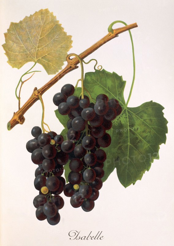 Ampelograhie. grape variety science. oenology. viticulture. grape. grapevine. Isabelle grape. digitally enhanced reproduction of a model by Jules Tronca (1855 to 1915). historical