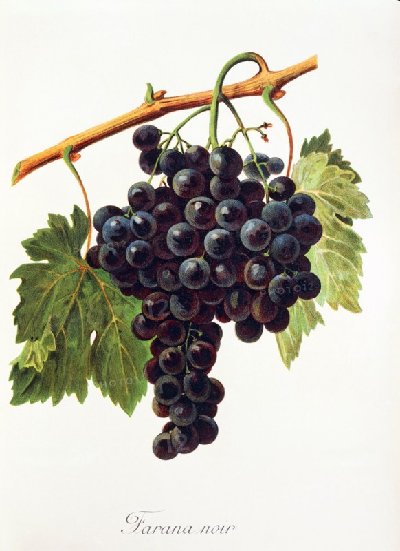 Ampelograhie. grape variety science. oenology. viticulture. grape. grapevine. Farana Noir grape. digitally enhanced reproduction of a model by Alexis Kreyder (1839 to 1912). historical
