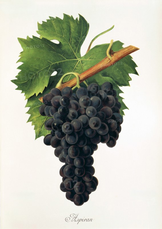 Ampelograhie. grape variety science. oenology. viticulture. grape. grapevine. Inzolia grapem also Ansonica. is a Sicilian variety with a slightly nutty aroma. digitally enhanced reproduction of a template by Alexis Kreyder (1839 to 1912). historical