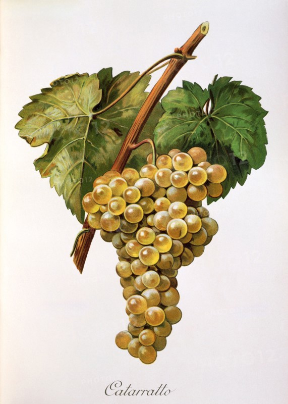 Ampelograhie. grape variety science. oenology. viticulture. grape. vine. Fiano grape. a very old autochthonous white wine variety of southern Italy. digitally enhanced reproduction of an original by Alexis Kreyder (1839 to 1912). historical
