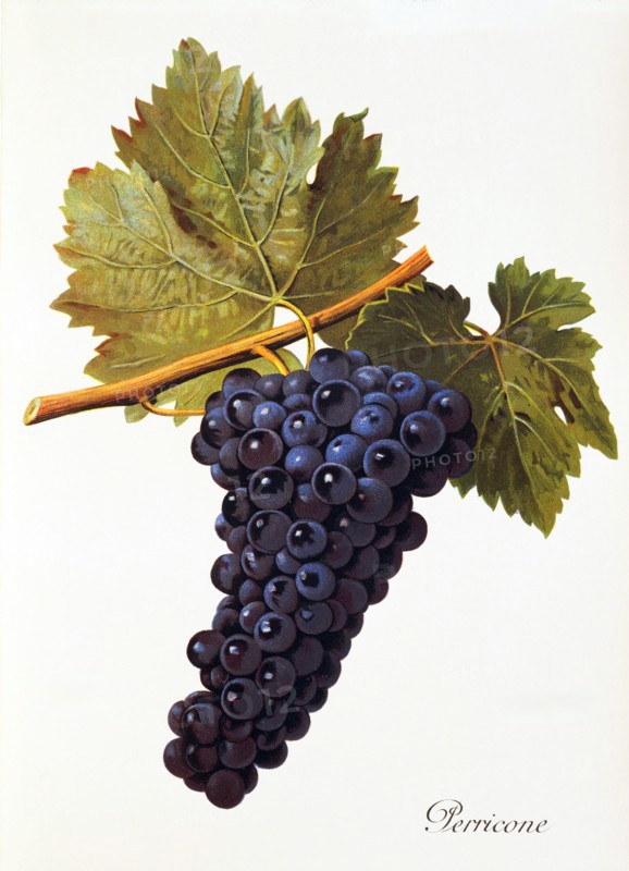 Ampelograhie. grape variety science. oenology. viticulture. grape. vine. Perricone grape. red wine variety cultivated in Sicily and to a very limited extent in Tunisia. digitally enhanced reproduction of a model by Alexis Kreyder (1839 to 1912). historical