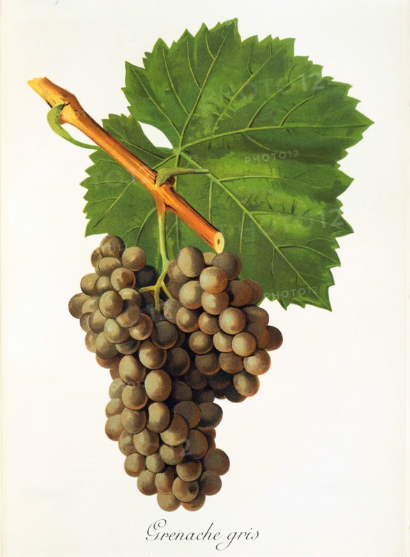 Ampeography. grape variety science. oenology. viticulture. grape. vine. Grenache Gris grape. originates from Spain. but is also native to Australia. Bulgaria. France. Portugal. and South Africa. This Grenache variety is very old and produces round. luscious. fruit-forward wines with raspberry or cherry aromas. Digitally enhanced reproduction of a model by Alexis Kreyder (1839 to 1912). Historical.