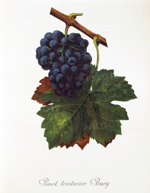 Ampelograhie. grape variety science. oenology. viticulture. grape. vine. Pinot Teinturier Bury grape. French red wine grape characterized by dark fruit flesh. digitally enhanced reproduction of an original by Alexis Kreyder (1839 to 1912). historical