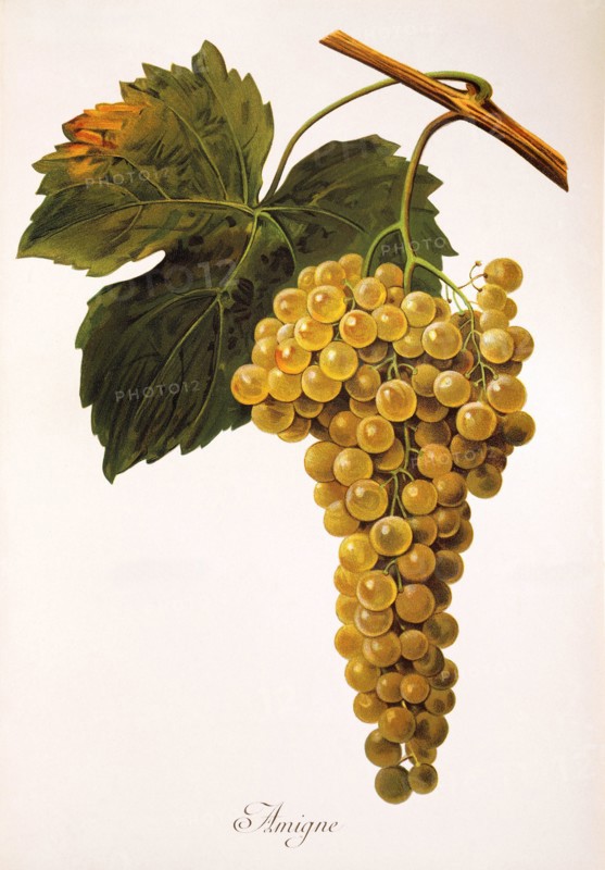 Ampeography. grape variety science. oenology. viticulture. grape. vine. Amigne is a white wine variety that was once also called Amique. Three-quarters of the world's production. about 100,000 liters. comes from the Swiss canton of Valais. Digitally enhanced reproduction of an original by Alexis Kreyder (1839 to 1912). Historical