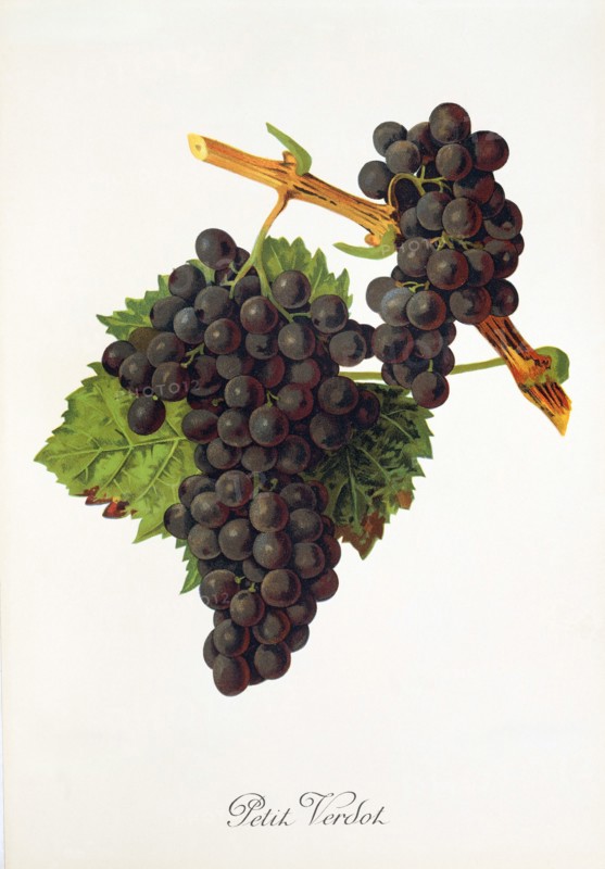 Ampelograhie. grape variety science. oenology. viticulture. grape. vine. Petit Verdot grape. a very late ripening red wine variety that produces a tannin-rich and acidic wine. digitally enhanced reproduction of an original by Alexis Kreyder (1839 to 1912). historical