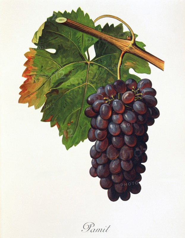 Ampeography. grape variety science. oenology. viticulture. grape. vine. Pamit grape. a red wine variety. This old variety comes from the Bulgarian-Greek border region. Digitally enhanced reproduction of an original by Alexis Kreyder (1839 to 1912). Historical