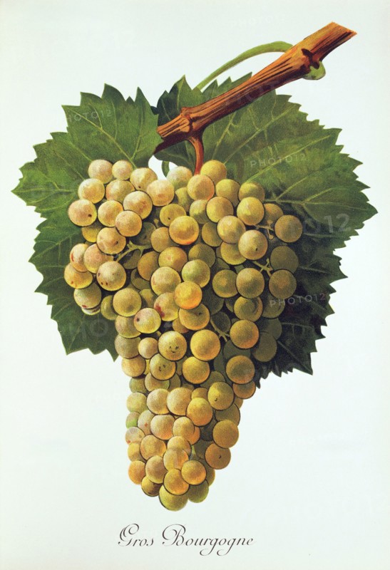 Ampelograhie. grape variety science. oenology. viticulture. grape. vine. Gros Bourgogne grape. digitally enhanced reproduction of a model by Jules Tronca (1855 to 1915). historical