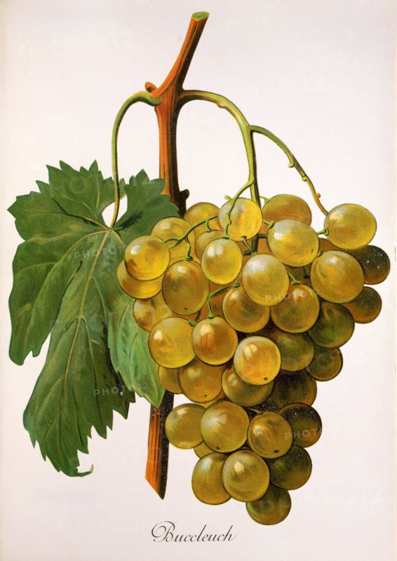 Ampelograhie. grape variety science. oenology. viticulture. grape. vine. Buccleuch grape. digitally enhanced reproduction of a model by Alexis Kreyder (1839 to 1912). historical