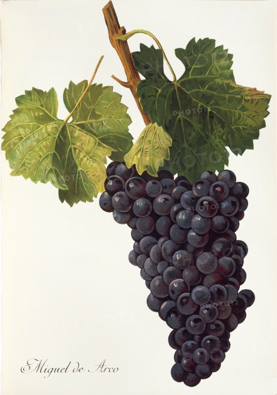 Ampelograhie. grape variety science. oenology. viticulture. grape. grapevine. Miguel de Arco grape. digitally enhanced reproduction of a model by Alexis Kreyder (1839 to 1912). historical