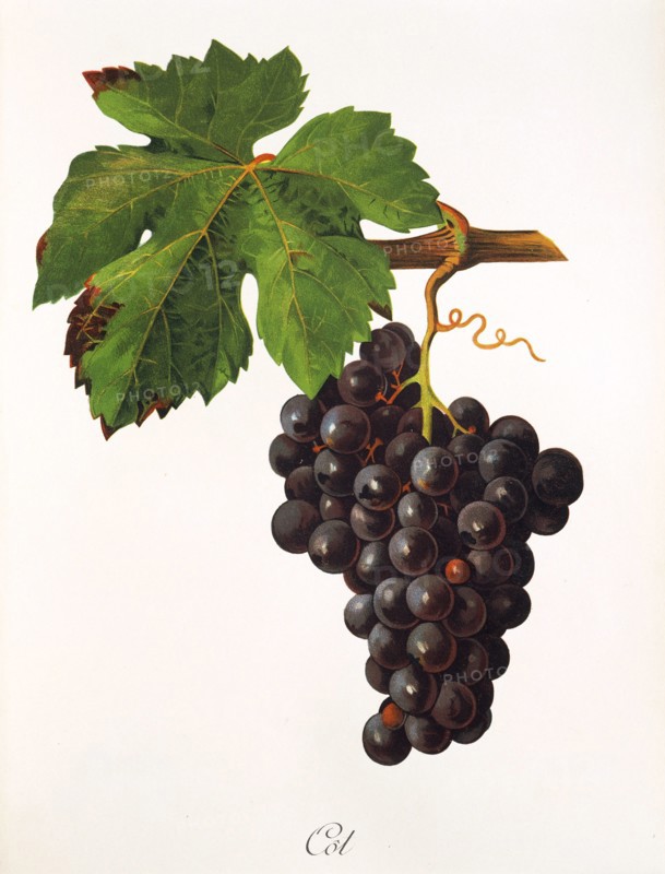 Ampelograhie. grape variety science. oenology. viticulture. grape. vine. Cot grape. digitally enhanced reproduction of a model by Jules Tronca (1855 to 1915). historical
