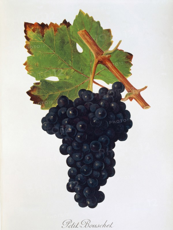 Ampelograhie. grape variety science. oenology. viticulture. grape. vine. Petit Bouschet grape. digitally enhanced reproduction of a model by Jules Tronca (1855 to 1915). historical