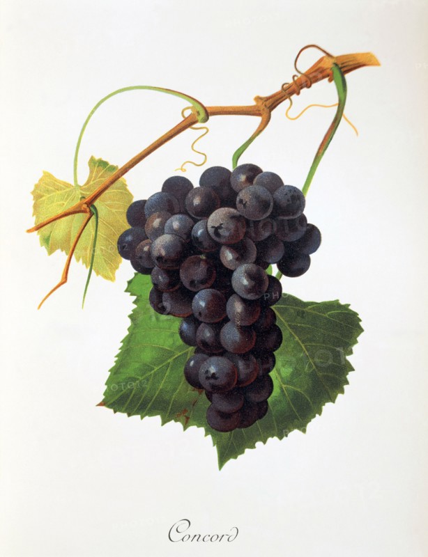 Ampelograhie. grape variety science. oenology. viticulture. grape. vine. Concord grape. digitally enhanced reproduction of a model by Jules Tronca (1855 to 1915). historical