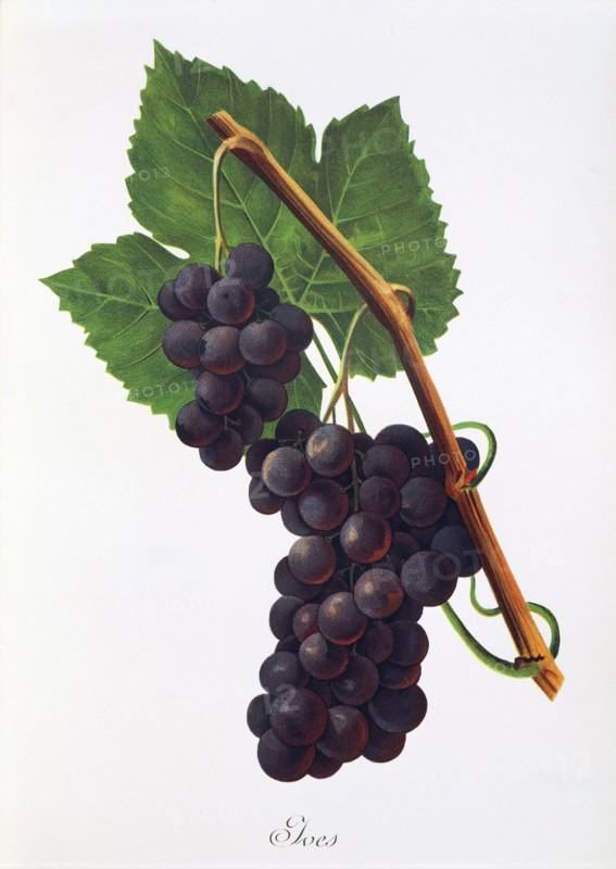 Ampelograhie. grape variety science. oenology. viticulture. grape. vine. Ives grape. digitally enhanced reproduction of a model by Jules Tronca (1855 to 1915). historical