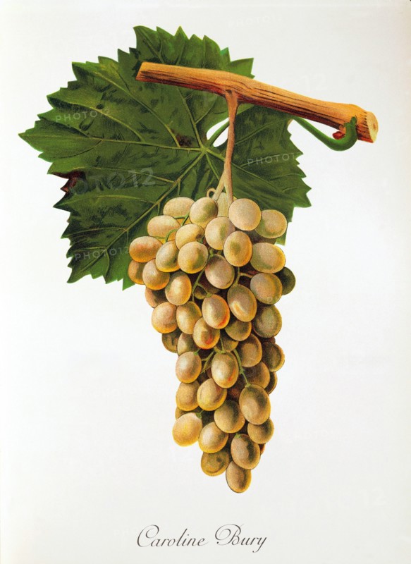 Ampelograhie. grape variety science. oenology. viticulture. grape. vine. Caroline Bury grape. digitally enhanced reproduction of a model by Jules Tronca (1855 to 1915). historical