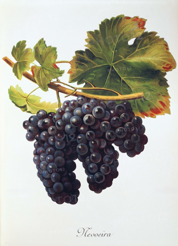 Ampelograhie. grape variety science. oenology. viticulture. grape. vine. Mevoeira grape. digitally enhanced reproduction of a model by Alexis Kreyder (1839 to 1912). historical