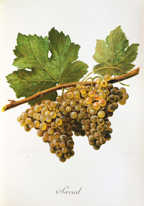 Ampelograhie. grape variety science. oenology. viticulture. grape. vine. Sercial grape. digitally enhanced reproduction of a model by Alexis Kreyder (1839 to 1912). historical